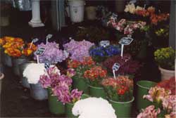 Flower Market
