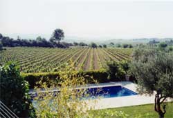 Pool and vines